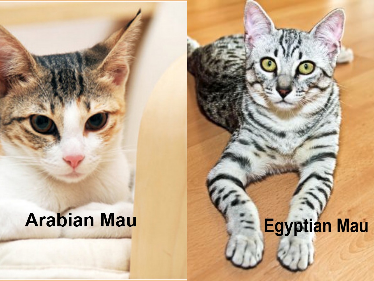 Arabian Mau vs Egyptian Mau